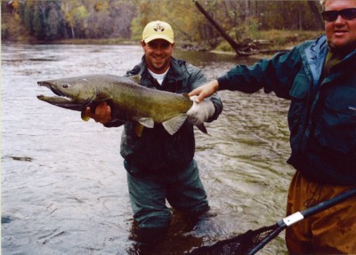 Chinook salmon